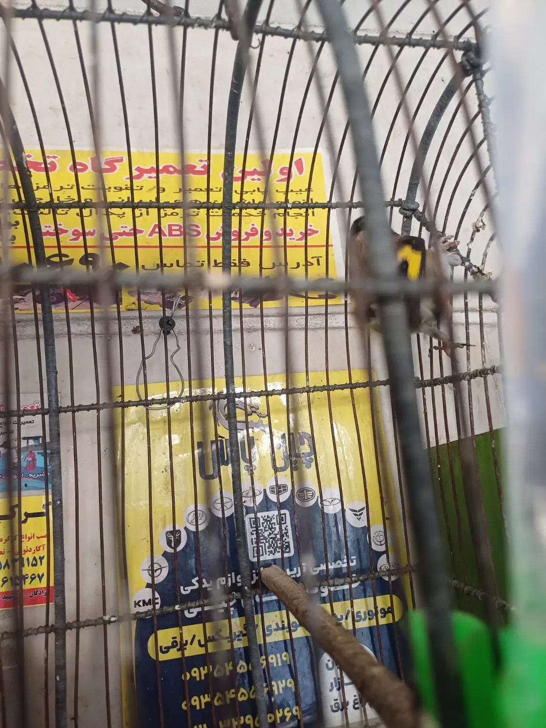 سهره نر|پرنده|ری, سرتخت|دیوار