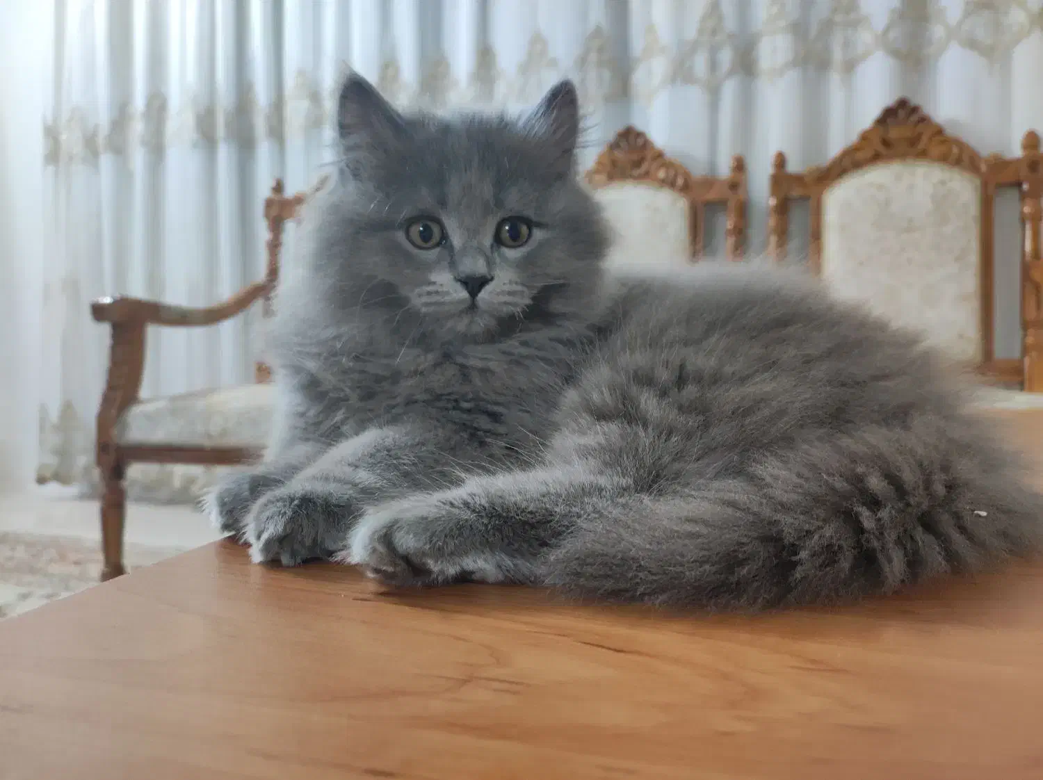 گربه بریتیش سفید و طوسی به فروش میرسد|گربه|بجنورد, |دیوار