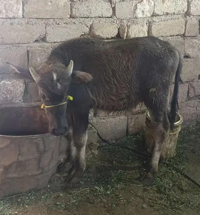 گتوند|حیوانات مزرعه|گتوند, |دیوار