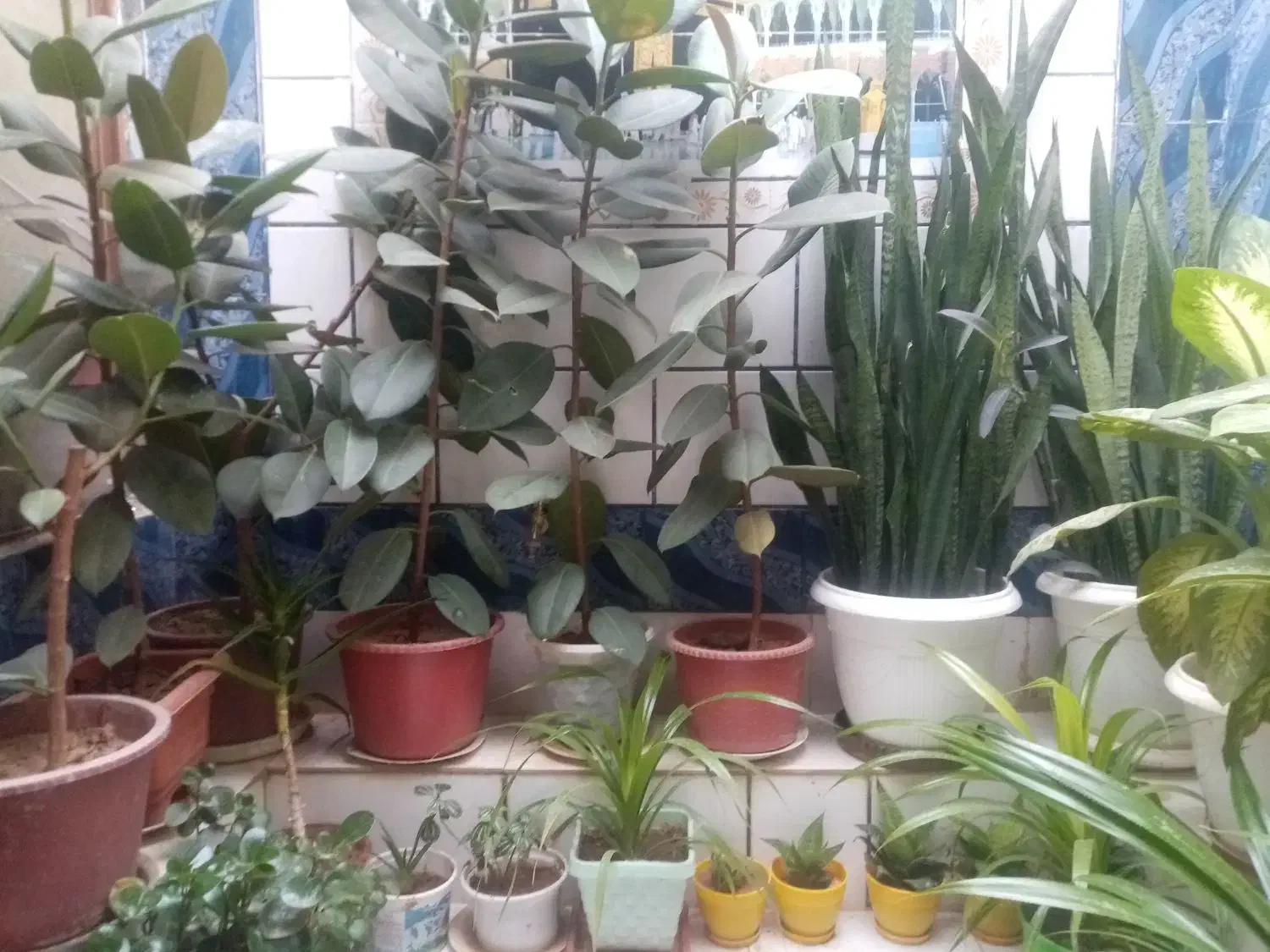 گل طبیعی از100به بالا|گل و گیاه طبیعی|لردگان, |دیوار