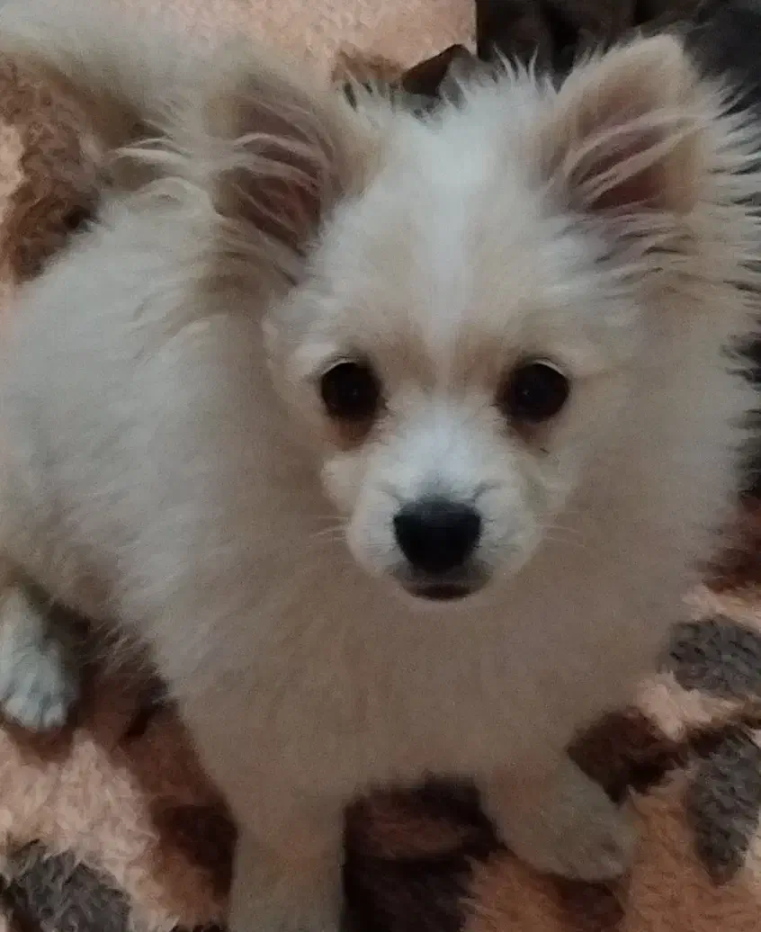 سگ پامرانین هفت ماهه نر|سگ|زنجان, |دیوار