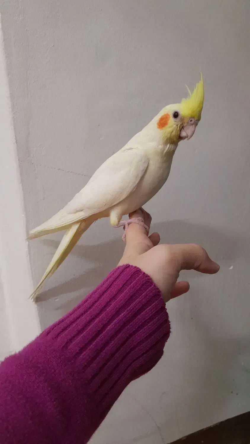 جوجه عروس هلندی|پرنده|دزفول, |دیوار