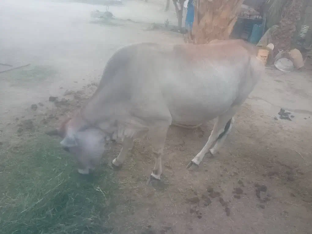 گاو ماده سالم و آبستن|حیوانات مزرعه|بیکاه, |دیوار