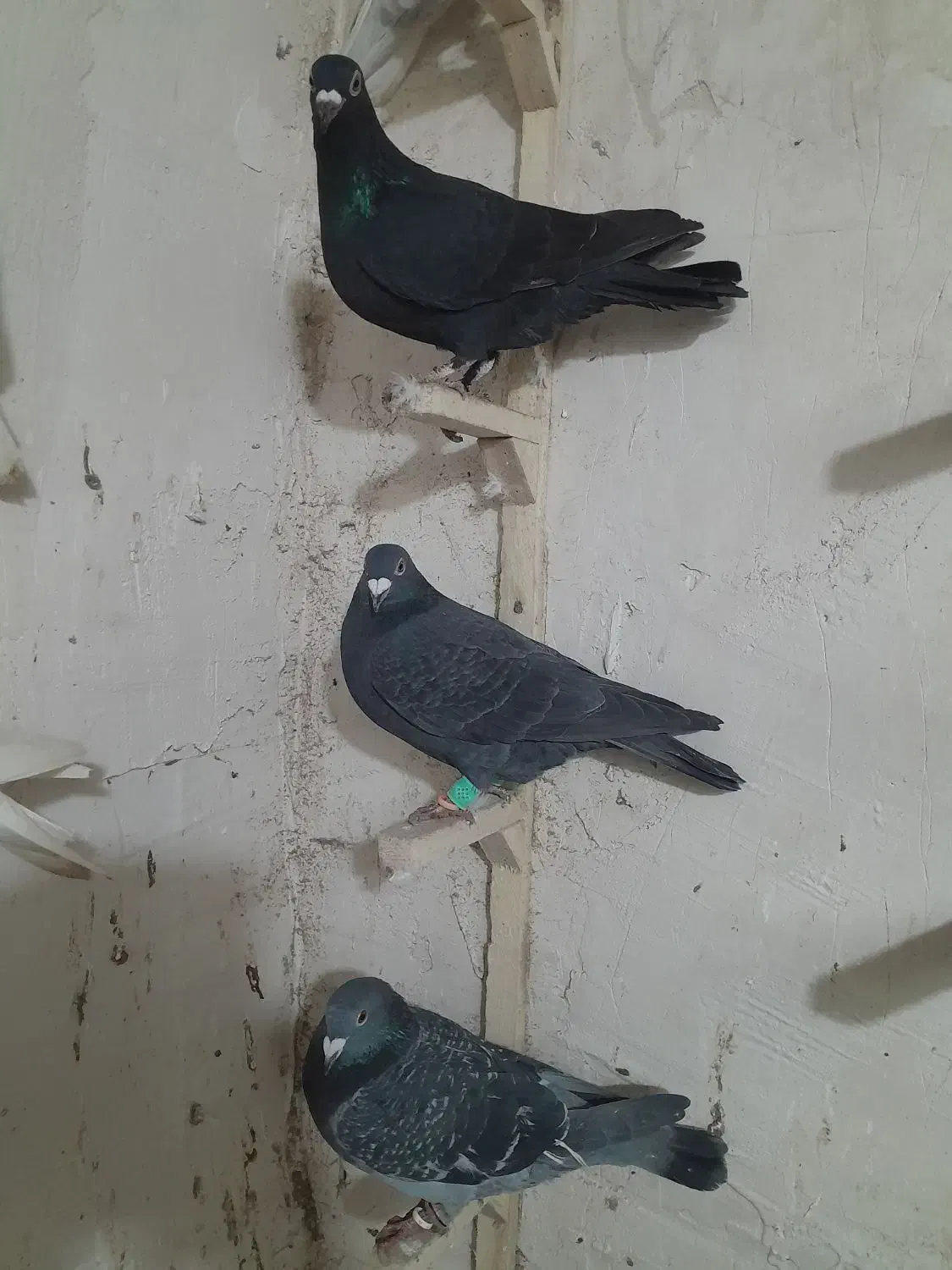 سه تاکبوتر|پرنده|شیروان (خراسان), |دیوار