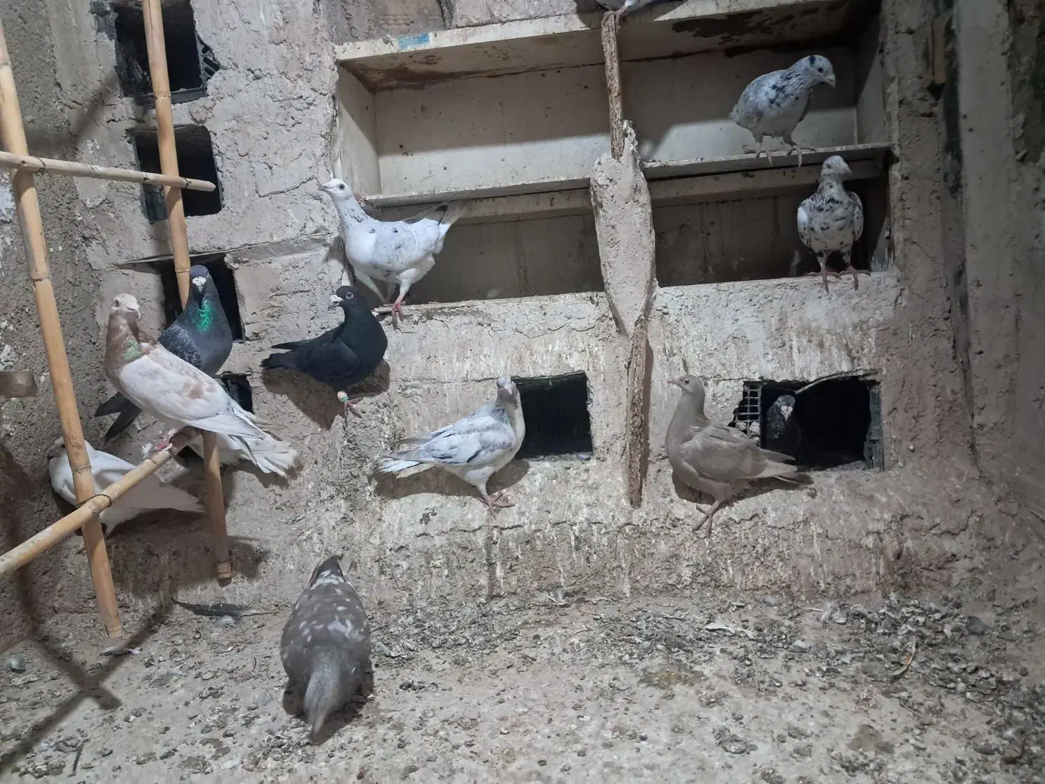 تقریبا 16 تا کفتر|پرنده|دشتابی, |دیوار