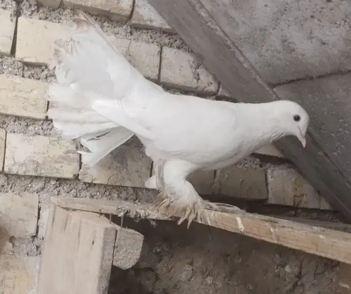 معاوضه دم چتری نر با ماده|پرنده|درمیان, |دیوار