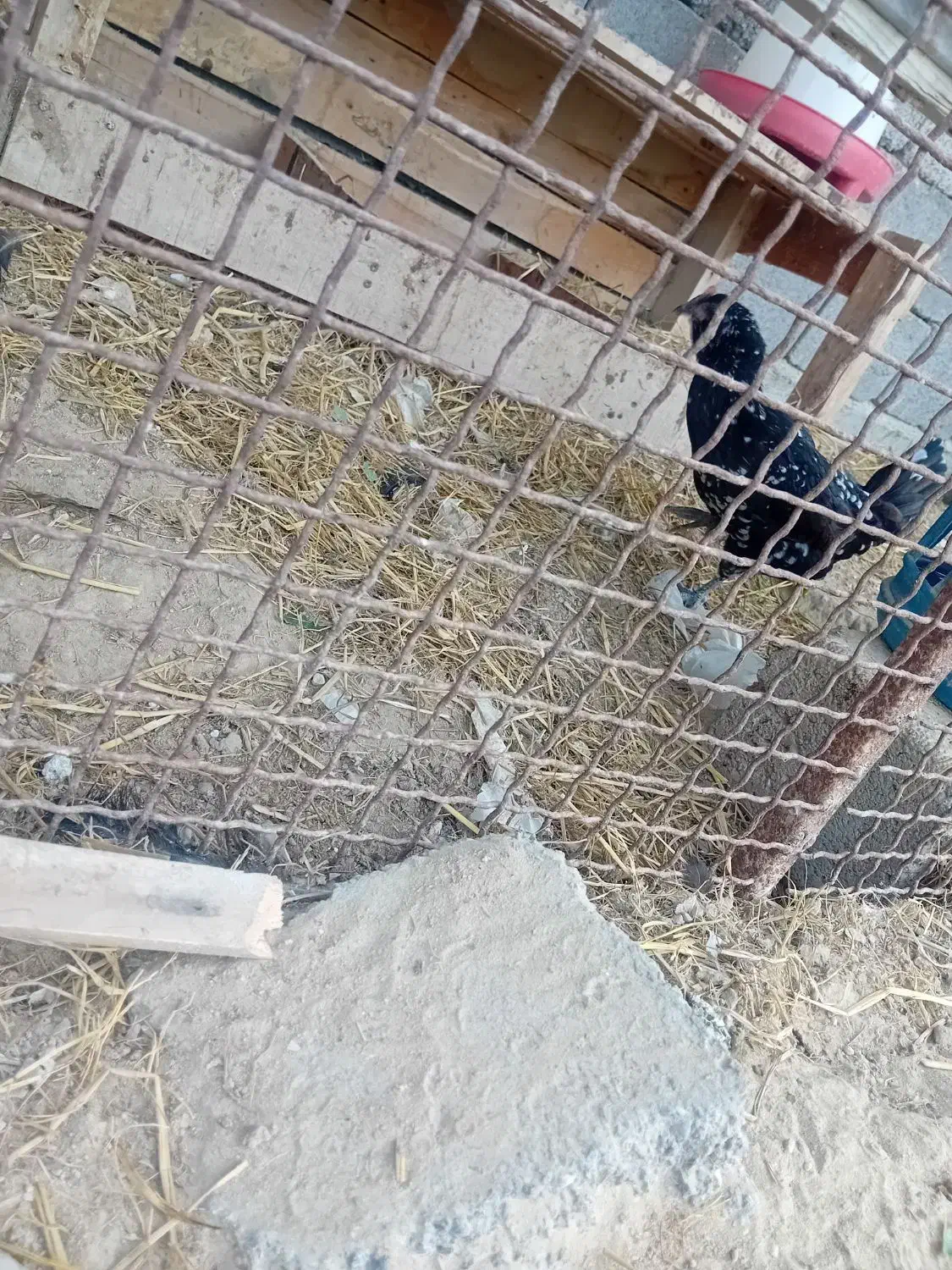 مرغ و خروس|حیوانات مزرعه|قشم, |دیوار