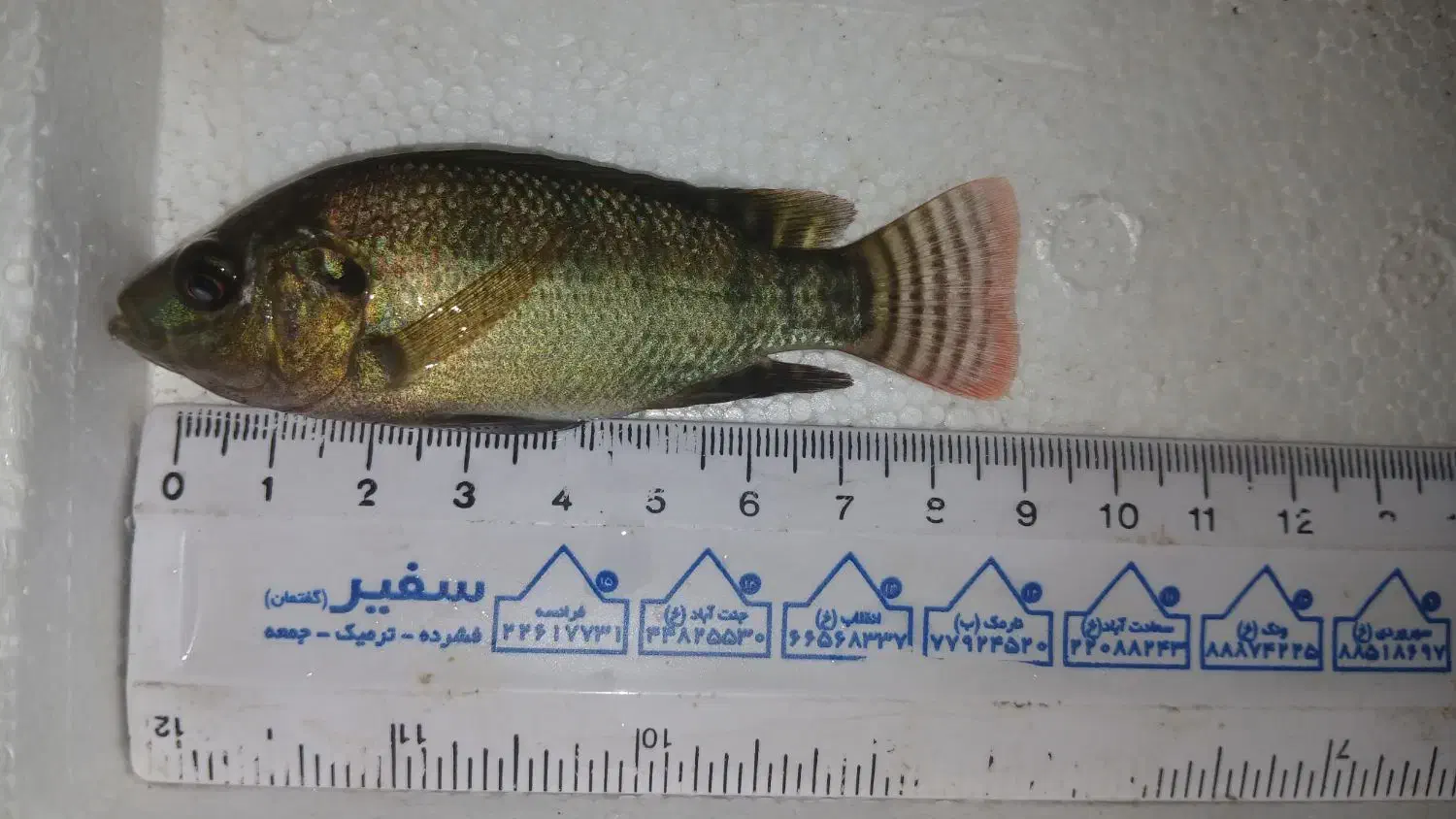 بچه ماهی تیلاپیا|ماهی|چهاردانگه (تهران), |دیوار