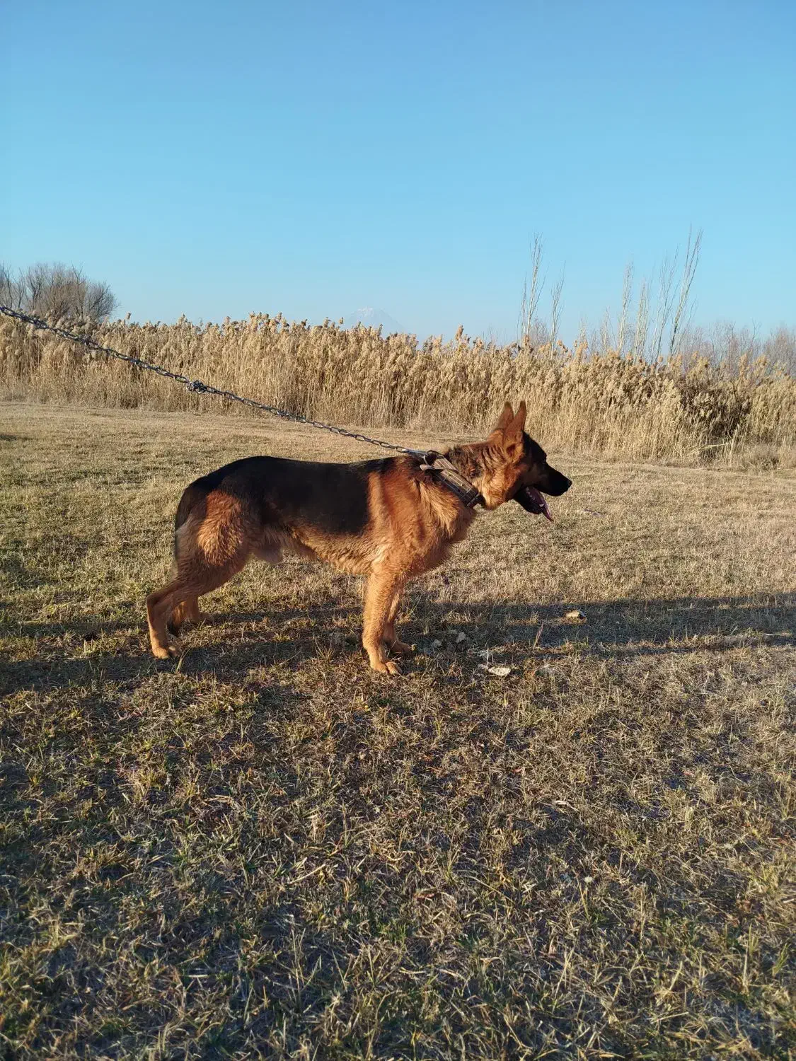 ژرمن شپرد|سگ|ماکو, |دیوار