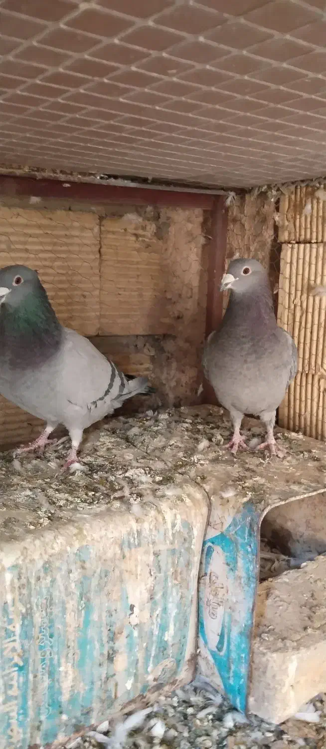 پلاکی پیدا شده|اشیا|خمینی‌شهر, |دیوار