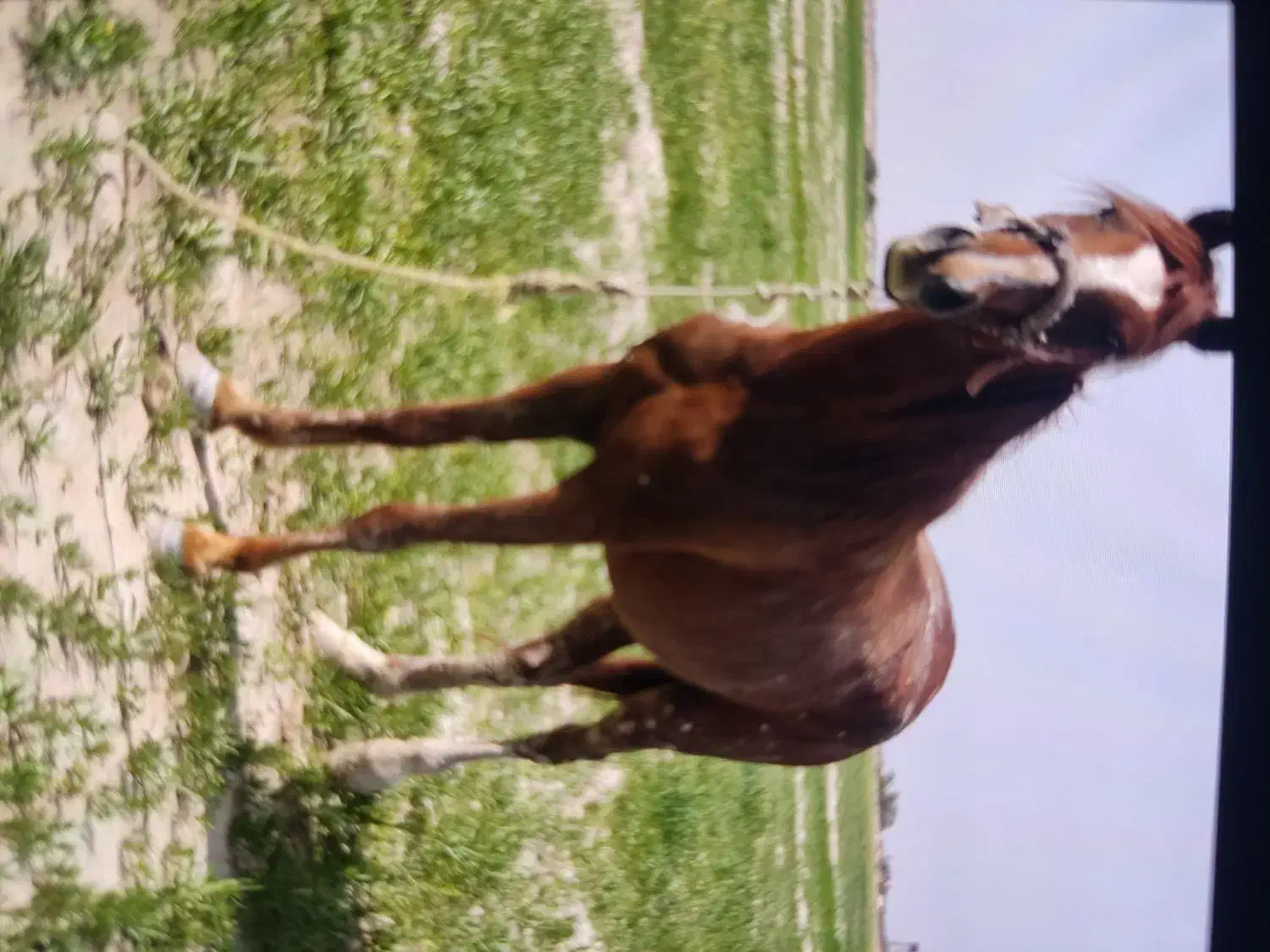 اسب|اسب و تجهیزات اسب‌سواری|بوشهر, |دیوار