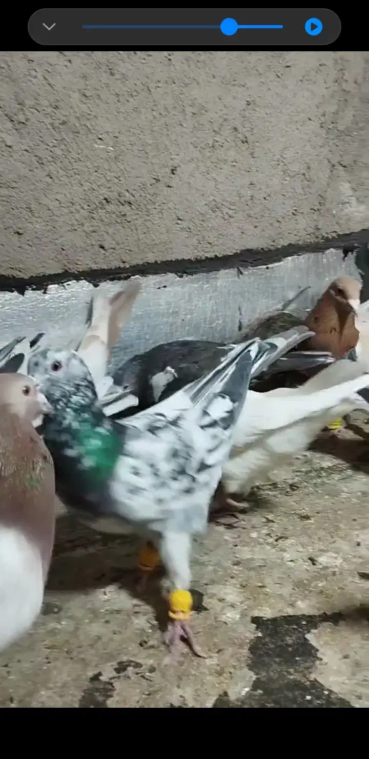 کبوتر|پرنده|تاکستان, |دیوار