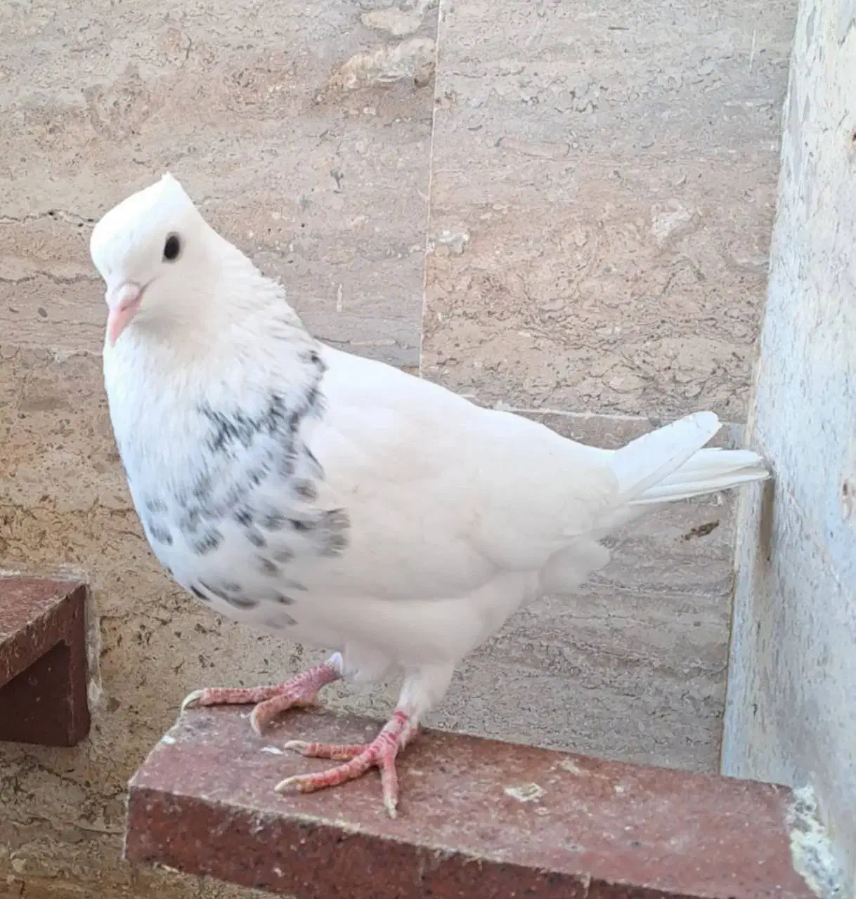 فروش کبوتر طوقی و خوشرنگ|پرنده|عسلویه, |دیوار