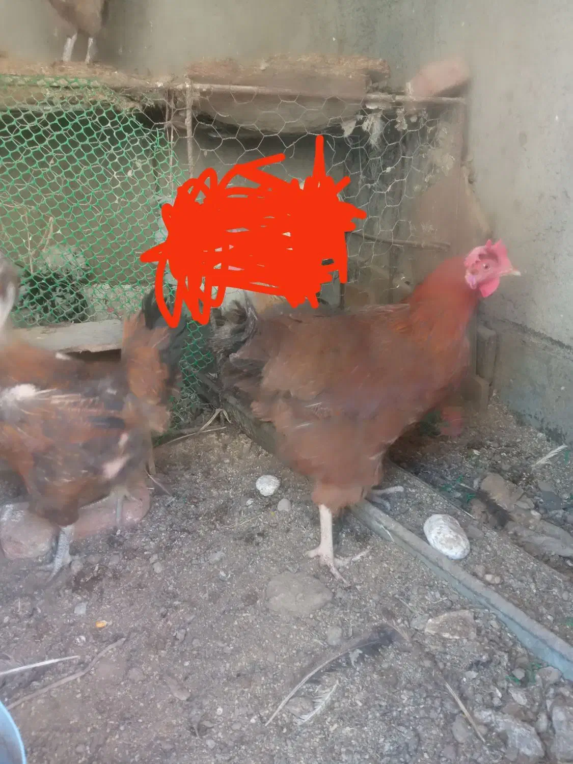 سه عدد مرغ تخم گذار|حیوانات مزرعه|آذرشهر, |دیوار