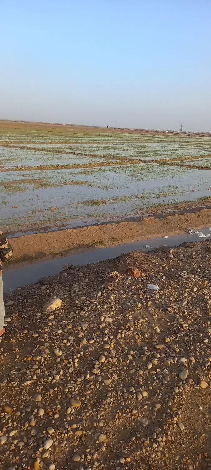 ۸۰هکتار زمین آماده کشت گندم بصورت مشارکت دادمیشود|خدمات باغبانی و درختکاری|اهواز, اهواز|دیوار