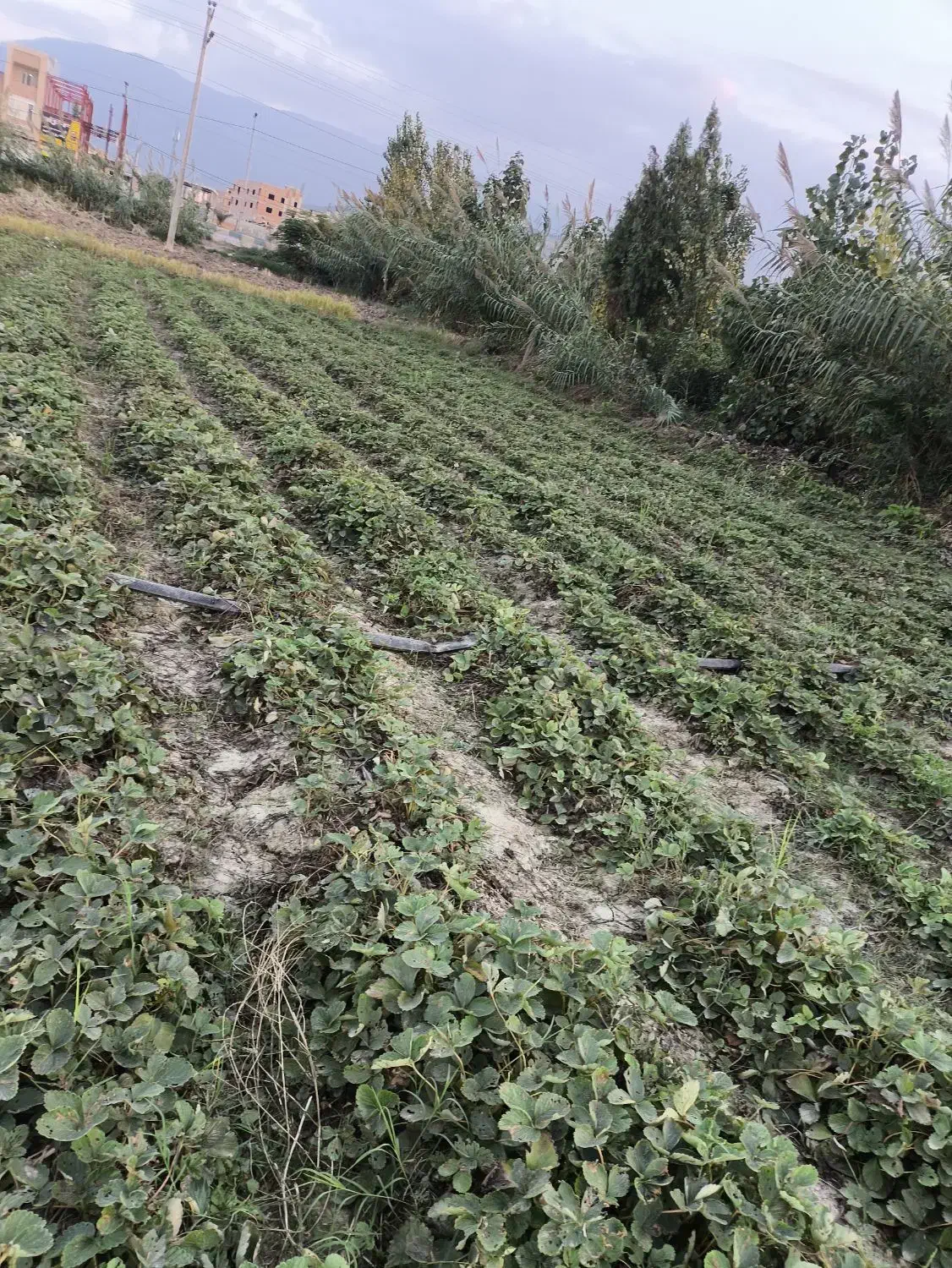 توت فرنگی سابرینا  نی 5|گل و گیاه طبیعی|آزادشهر, |دیوار