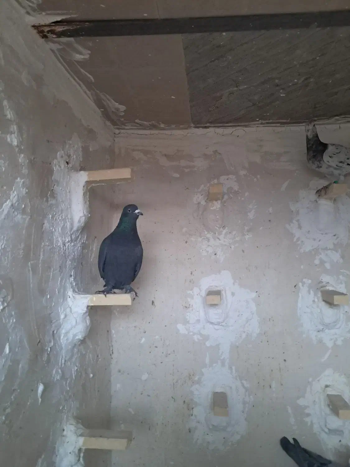 کفتر سرور|پرنده|شیراز, کوشک میدان|دیوار