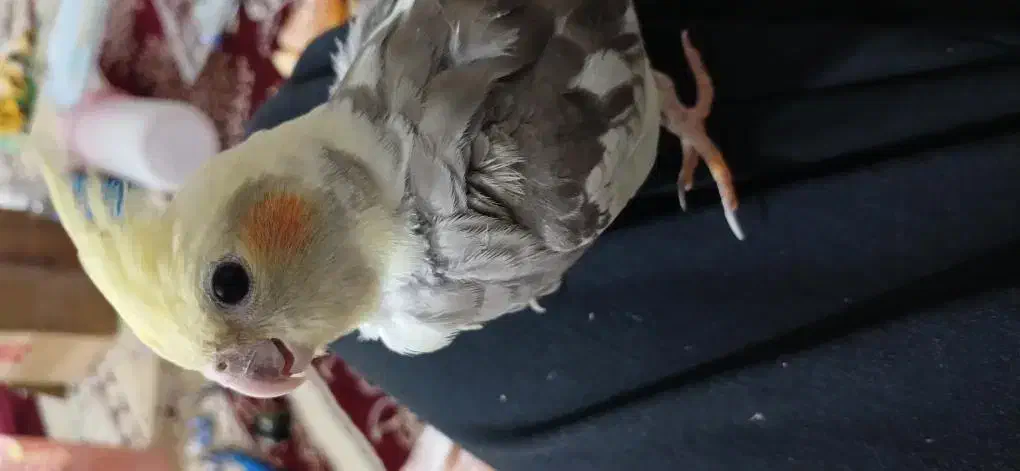 گمشده منصوریه|حیوانات|بهبهان, |دیوار