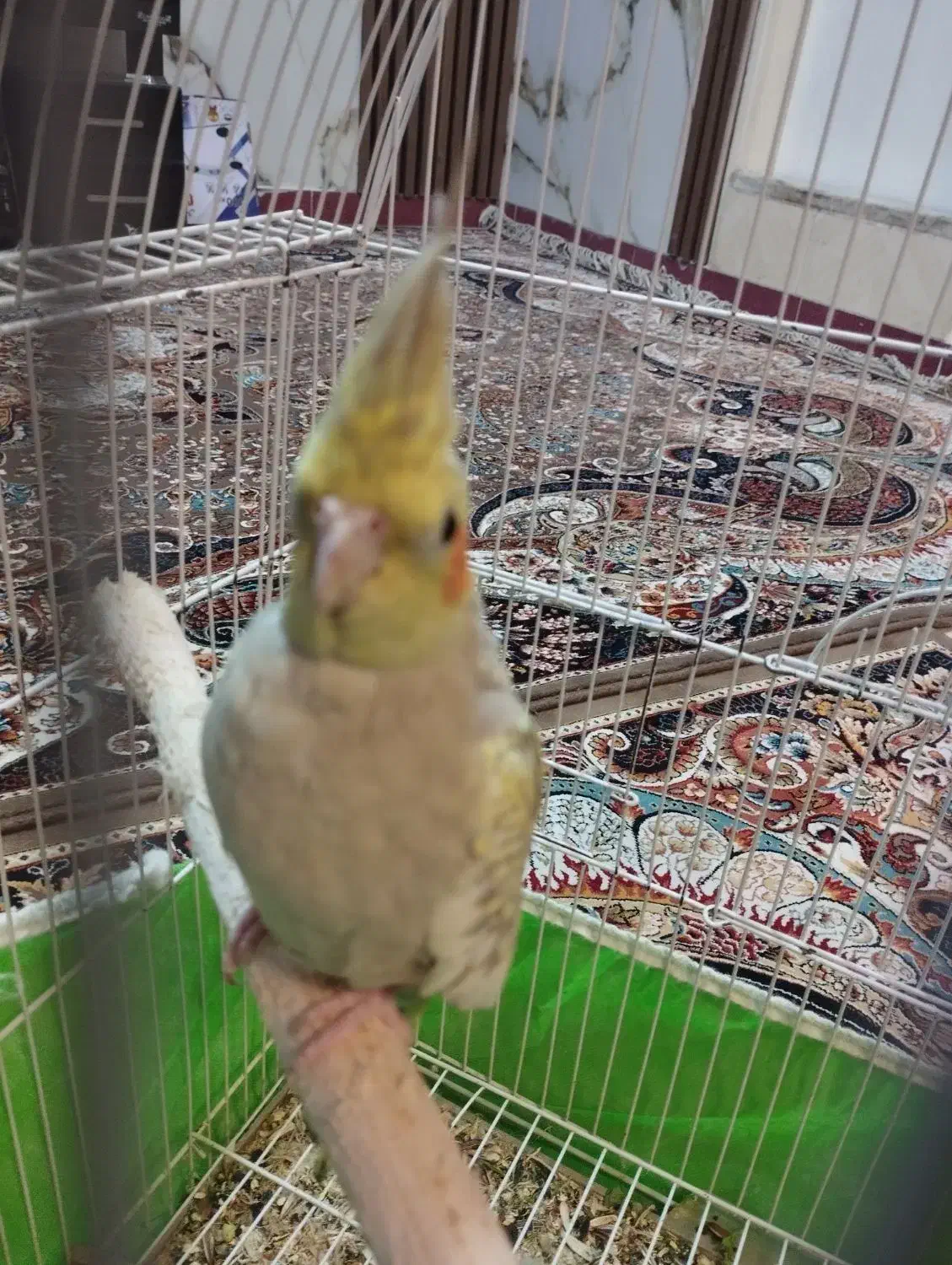 عروس هلندی گل باقلی نر|پرنده|فردیس, سپید دشت|دیوار