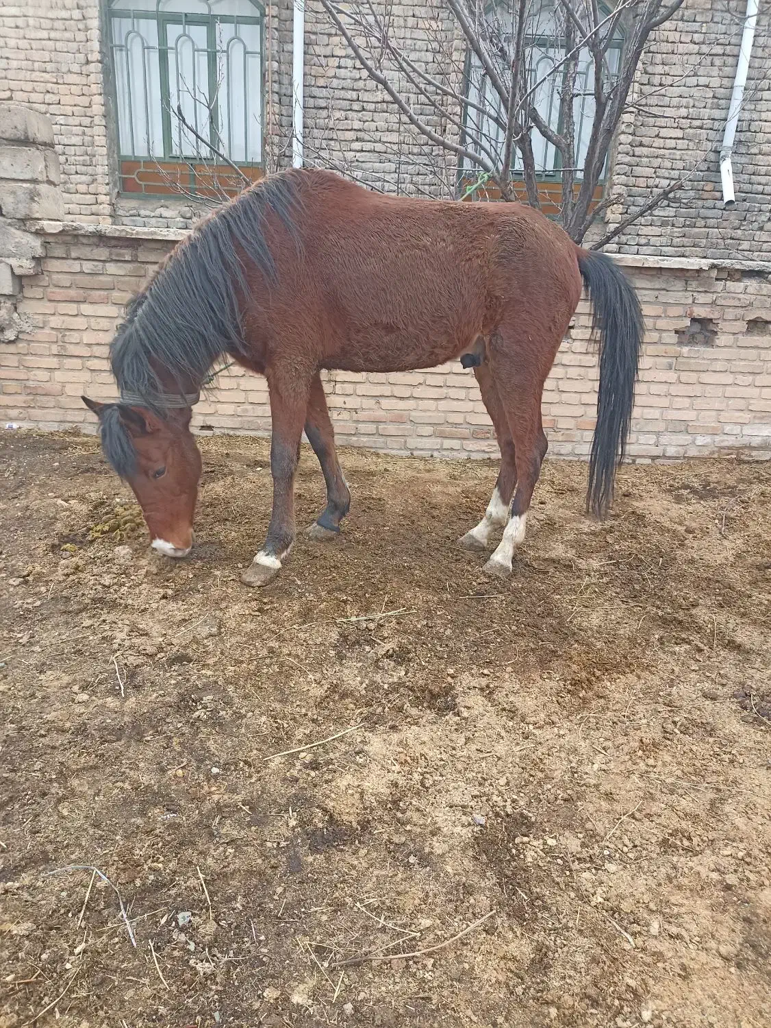 نریا ۵ ساله|اسب و تجهیزات اسب‌سواری|سیلوانه, |دیوار