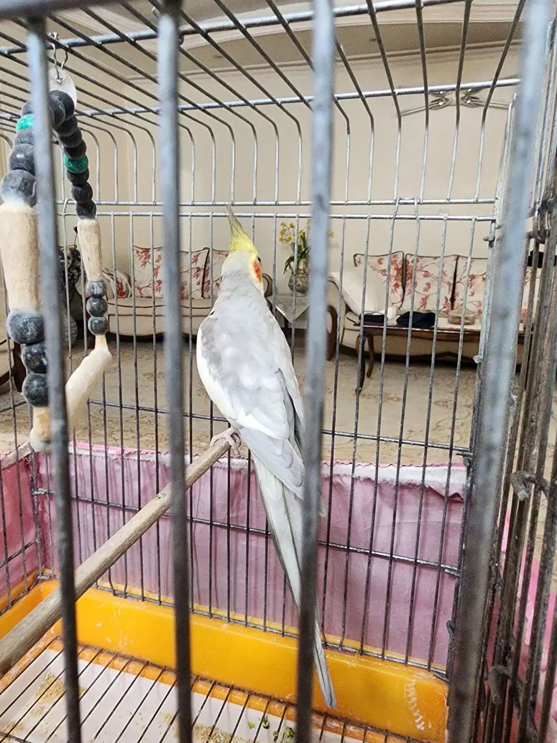 عروس هلندی نر|پرنده|تهران, هفده شهریور|دیوار