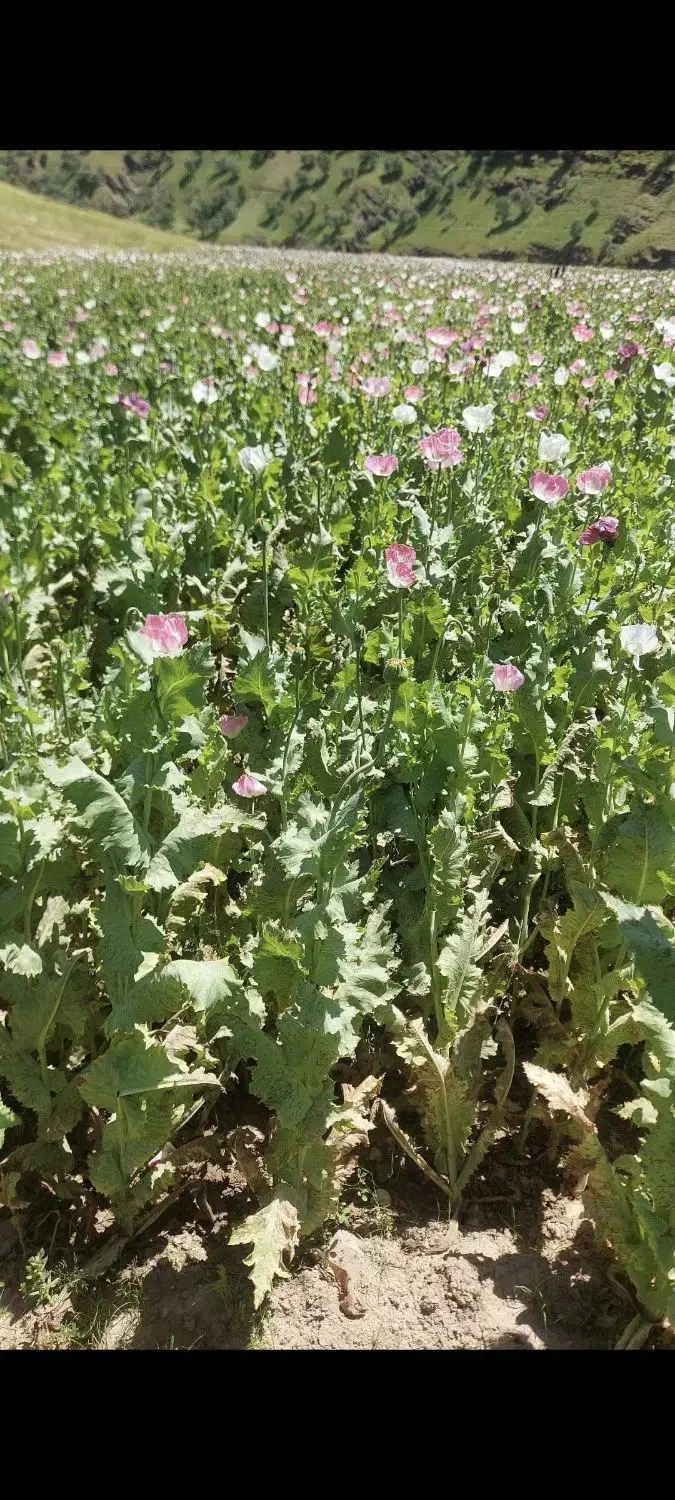 دانه دارویی توم|گل و گیاه طبیعی|دورود, |دیوار