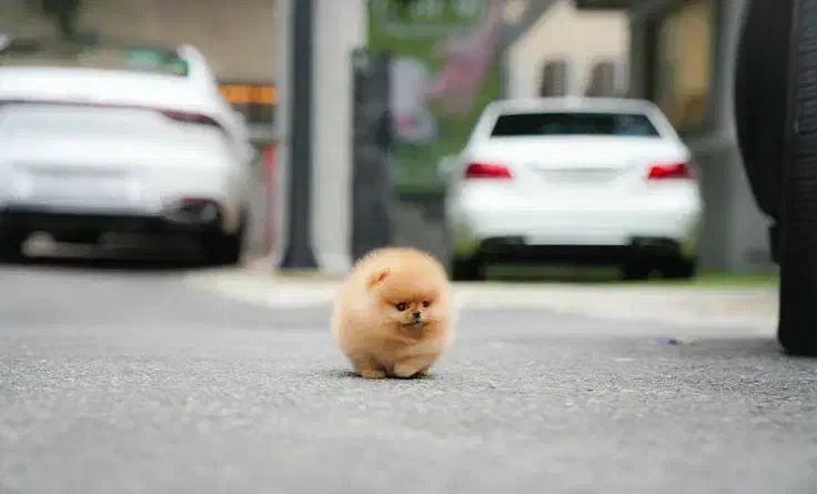 توله سگپامر خرسی|سگ|شیراز, دکتر حسابی|دیوار