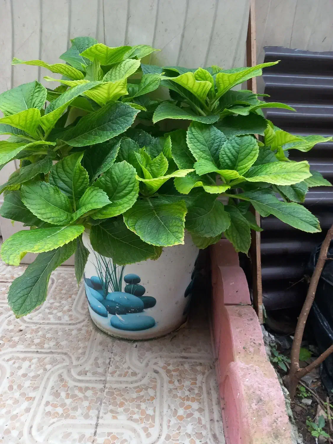 فروش تعدادی گل های زیبا آپارتمانی و مقاوم|گل و گیاه طبیعی|لاهیجان, مهرگان|دیوار