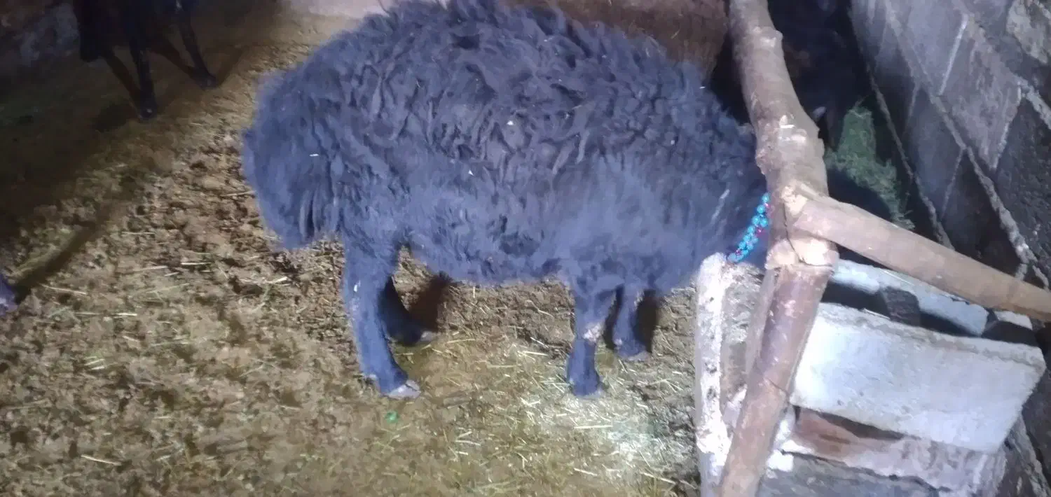 قوچ|حیوانات مزرعه|نظر کهریزی, |دیوار