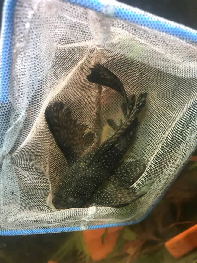 لجنخوار / کت پوزه بوته ای سوپر باله|ماهی|تهران, حکیمیه|دیوار