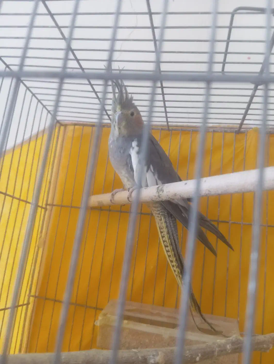 کوتوله ماده وعروس|پرنده|سبزوار, قصبه شرقی|دیوار