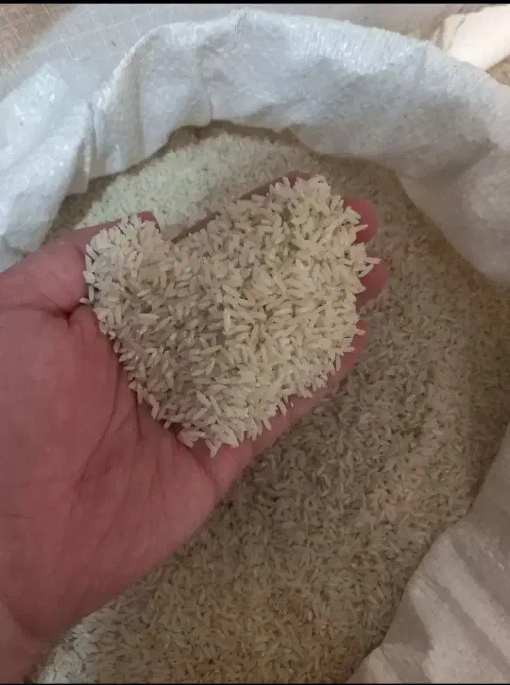 برنج علی کاظمی دورود|خوردنی و آشامیدنی|نسیم‌شهر, |دیوار