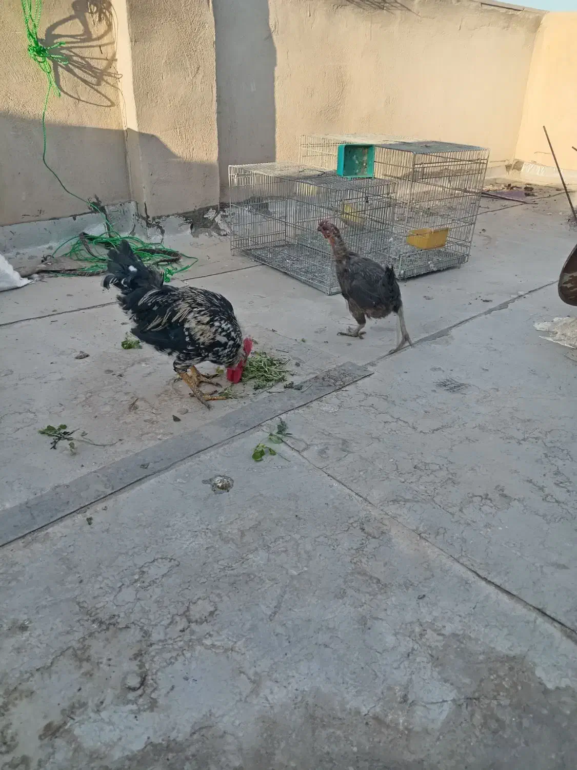 خروس ومرغ بومی وشمالی درجه 1|حیوانات مزرعه|برخوار, |دیوار