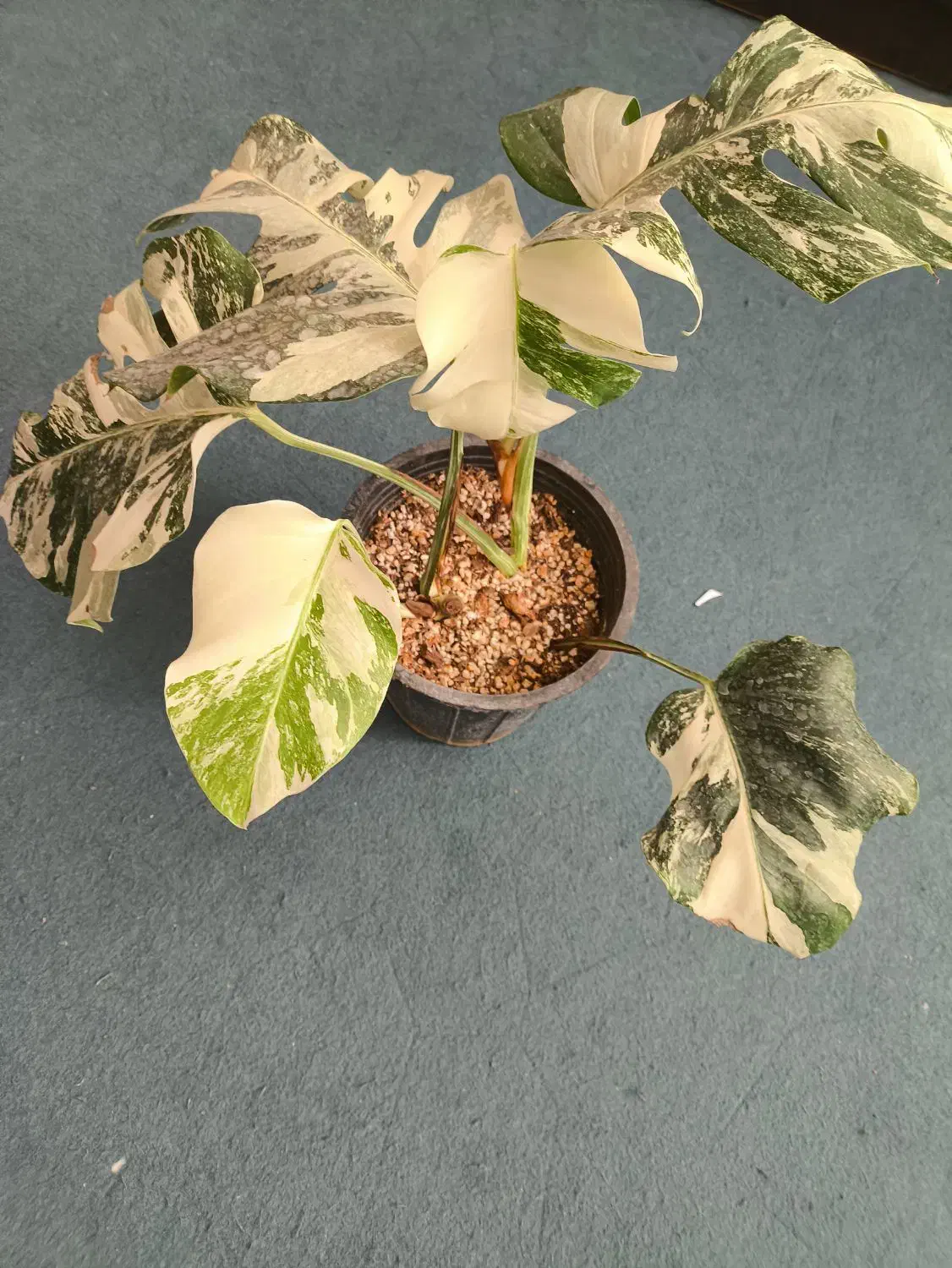 برگ انجیری ابلق دوبوته|گل و گیاه طبیعی|اردکان, |دیوار