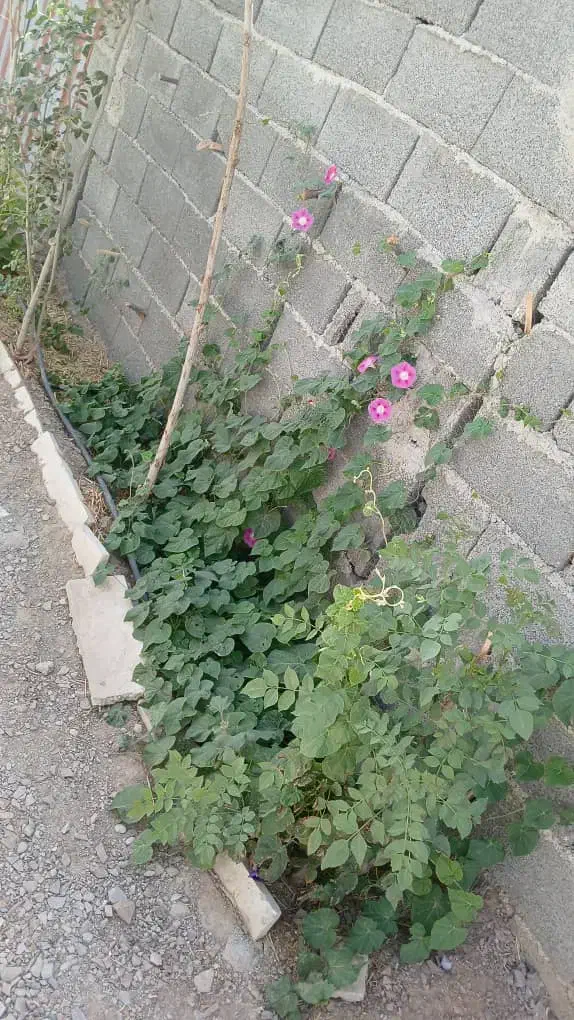 باغچه ۲۰۰متری باسندمادر کوچه هااسفالت|فروش زمین و ملک کلنگی|رباط‌کریم, رباط‌کریم|دیوار