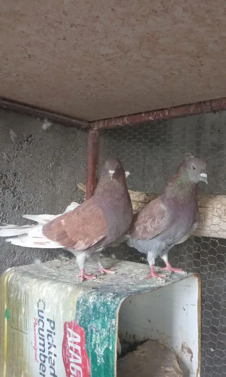 نرماده پرشی|پرنده|اردکان, |دیوار