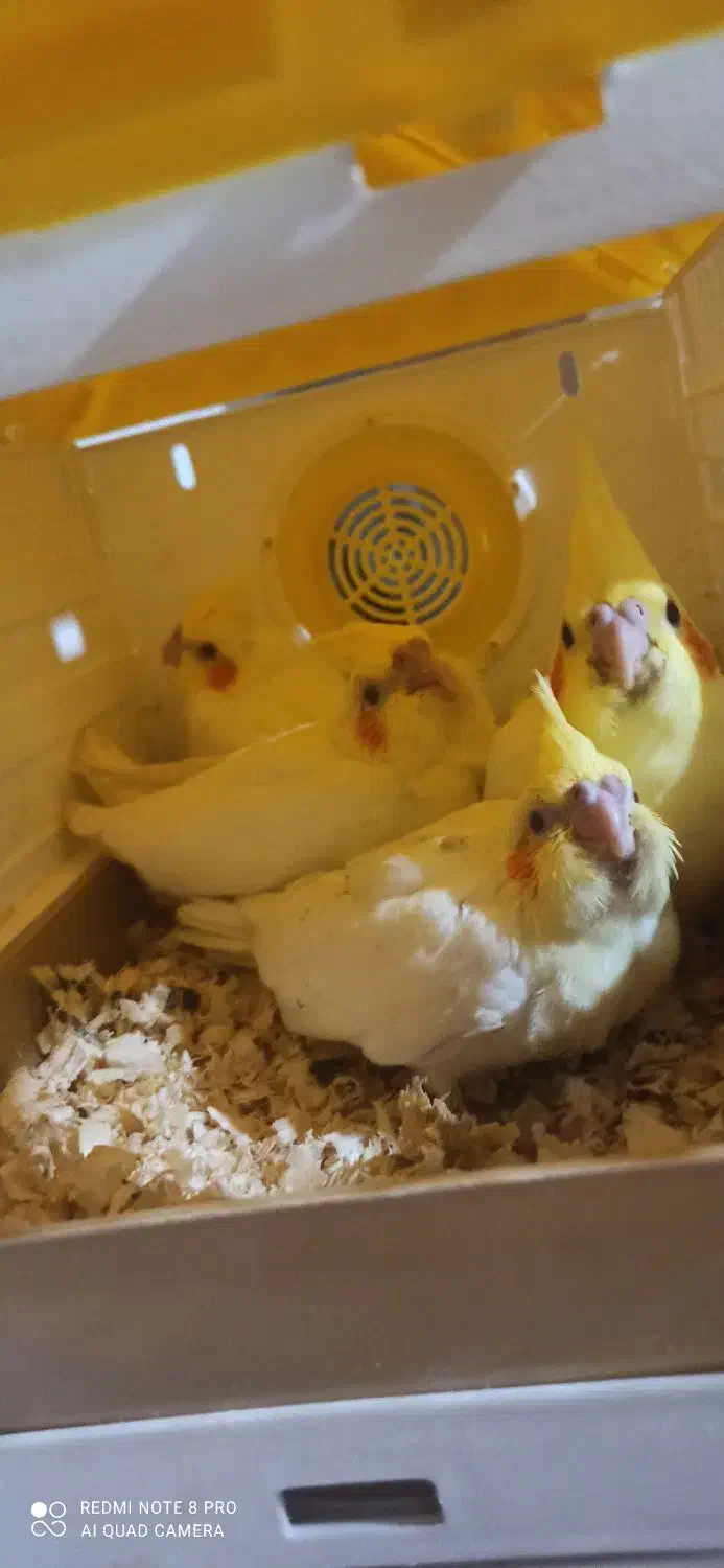 جوجه عروس هلندی|پرنده|کرمان, |دیوار