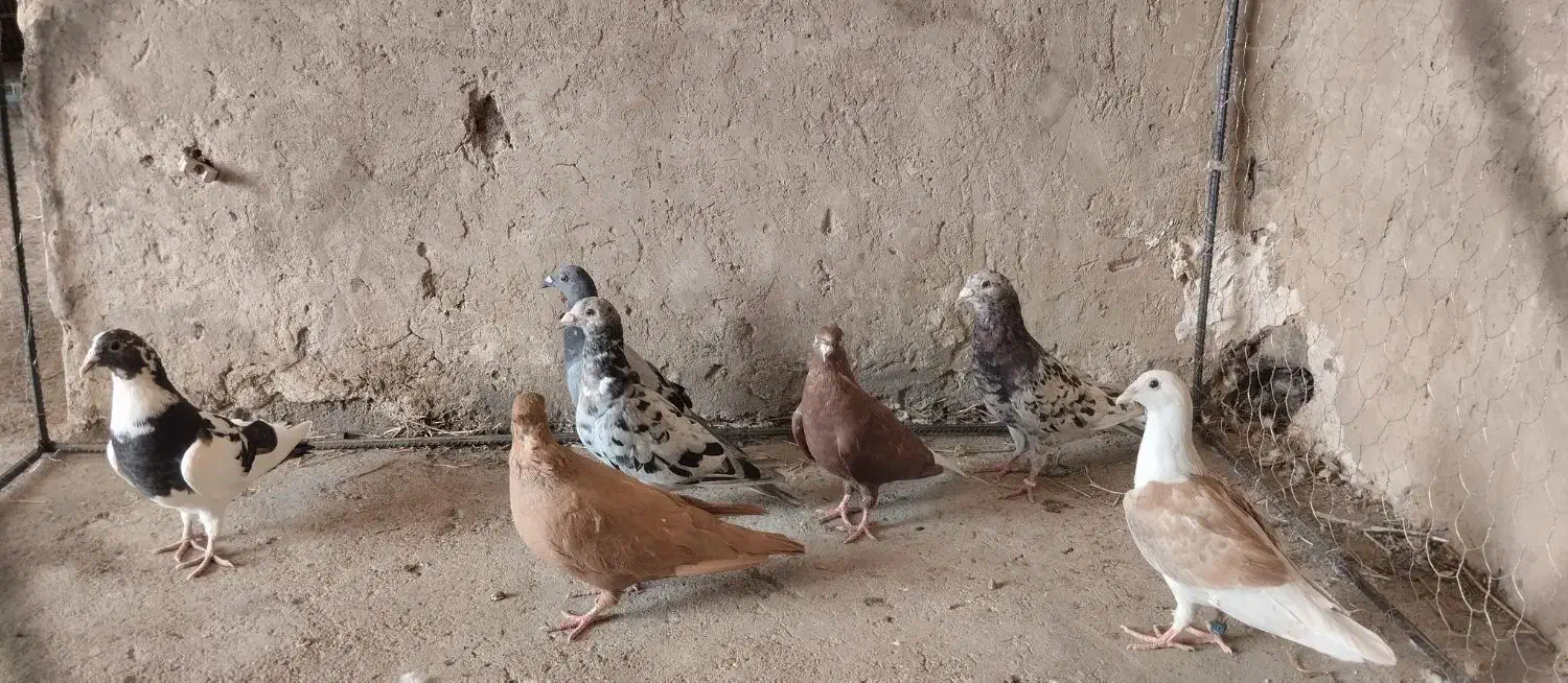 رنگی دورک|پرنده|شوشتر, |دیوار