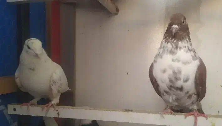 کفتر کبوتر پرشی ۵|پرنده|شهریار, شهرک وائین|دیوار