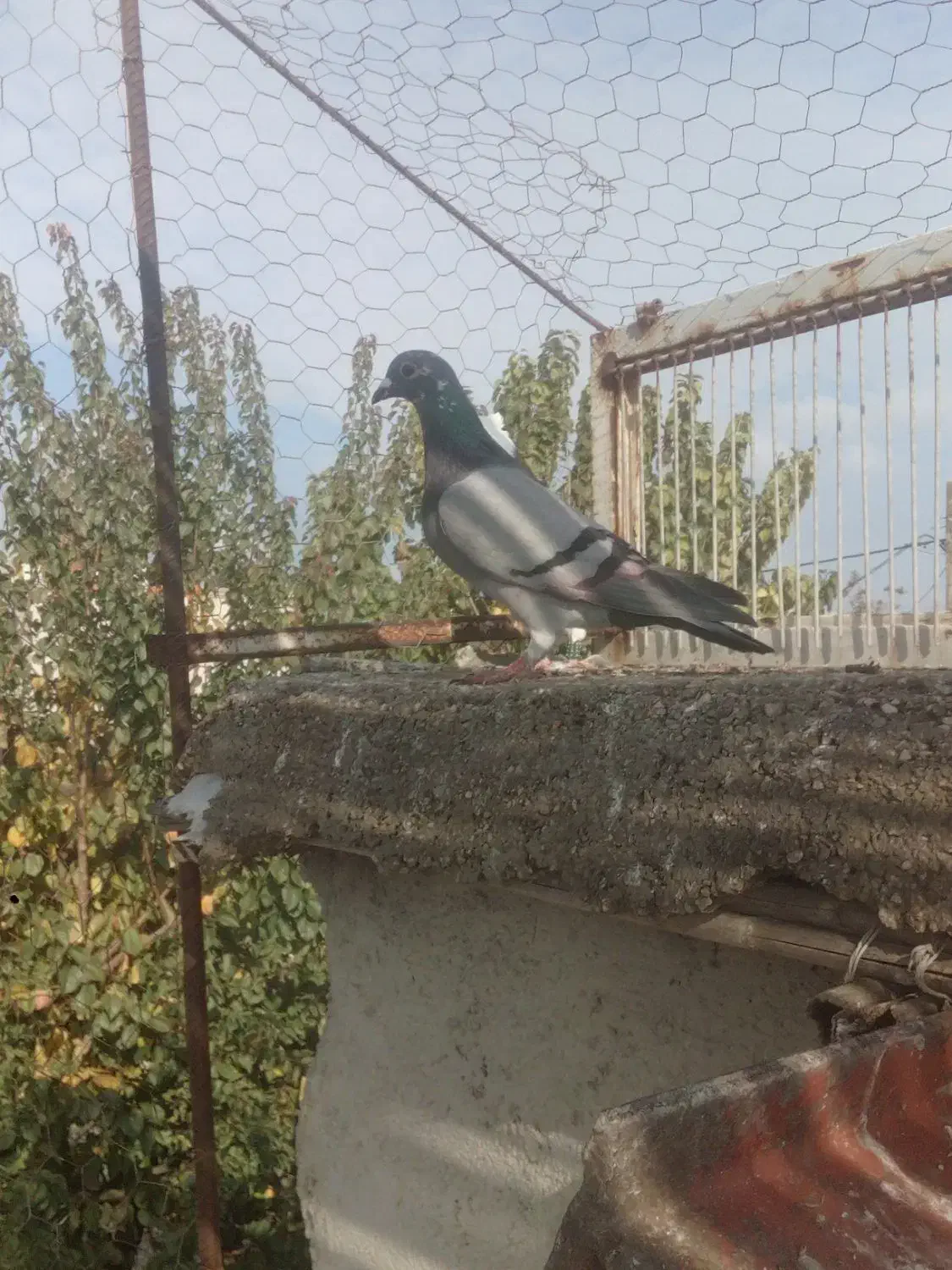 کبوتر غریب|پرنده|نگین شهر, |دیوار