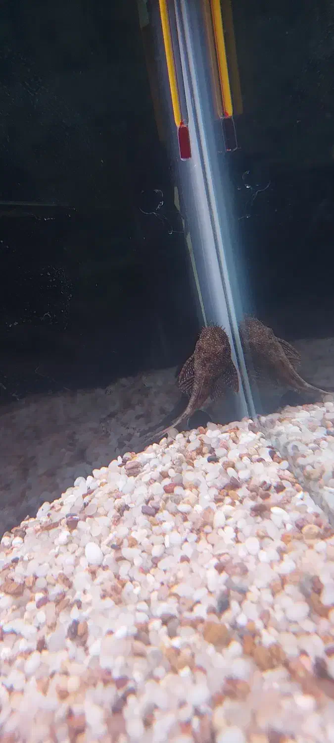 لجن خوار L59|ماهی|قم, بکایی|دیوار