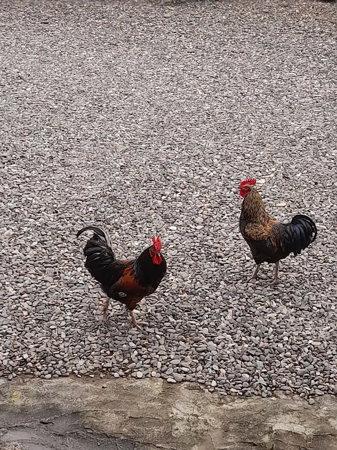 خروس محلی|حیوانات مزرعه|رشت, حومه رشت|دیوار