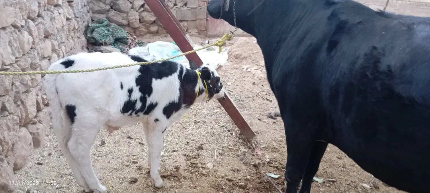 گاو همراه گوساله نر سیمینتال|حیوانات مزرعه|میانکوه, |دیوار