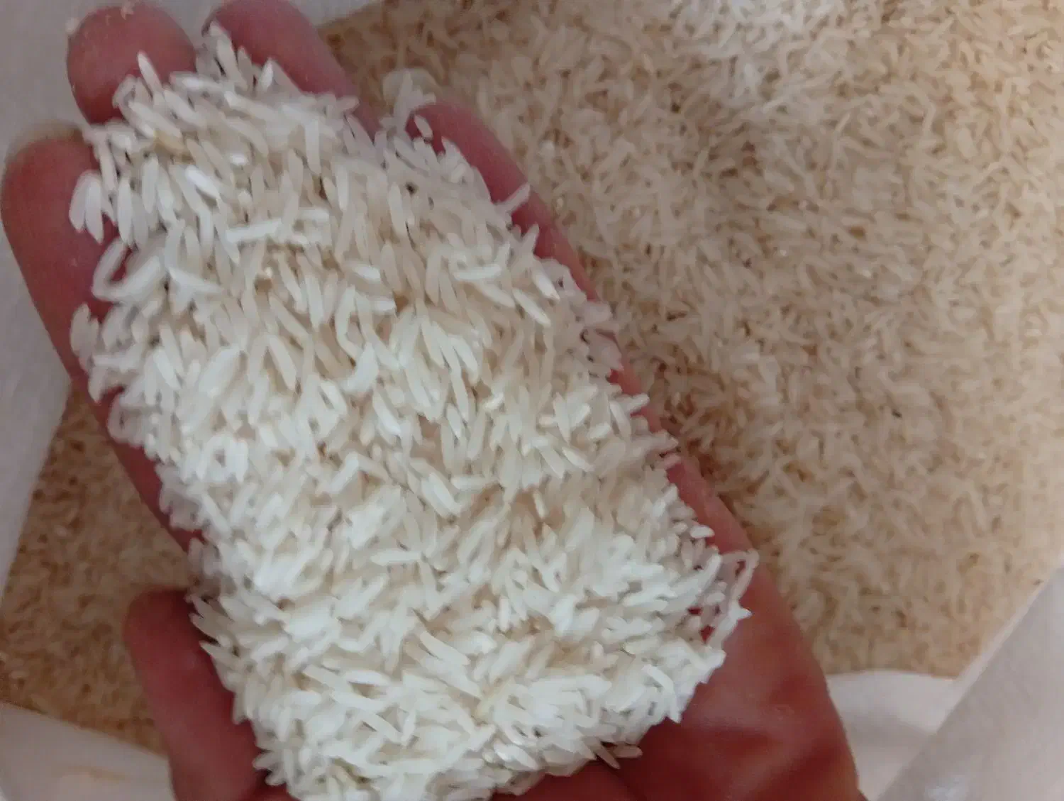 برنج فجر سوزنی درجه یک|خوردنی و آشامیدنی|گرگان, |دیوار