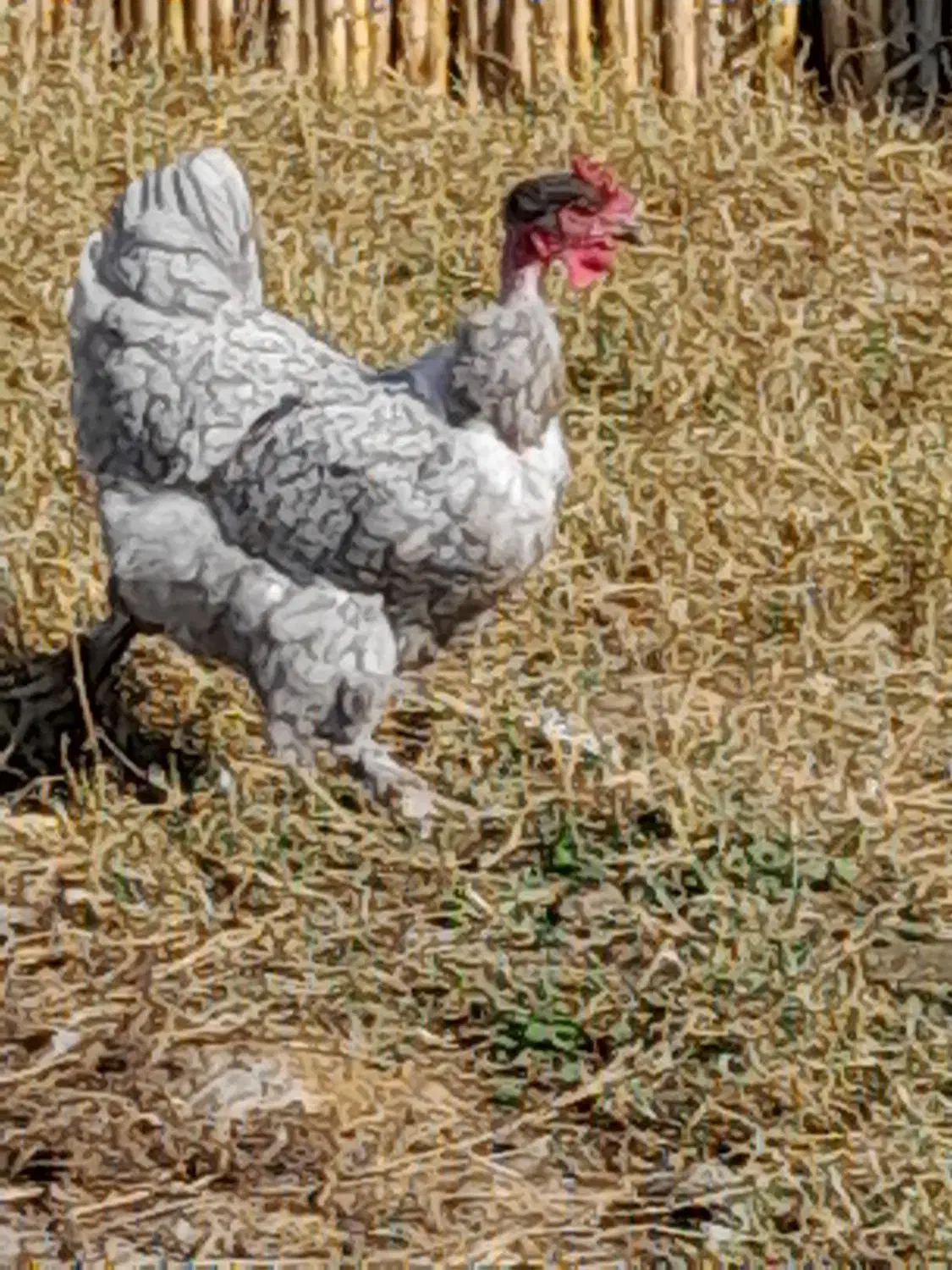 تخم مرغ تازه و نطفه دار|حیوانات مزرعه|کوچصفهان, |دیوار