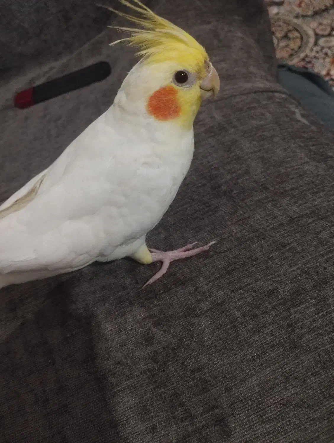 عروس هلندی گمشده|حیوانات|شیراز, شهرک مهرگان|دیوار