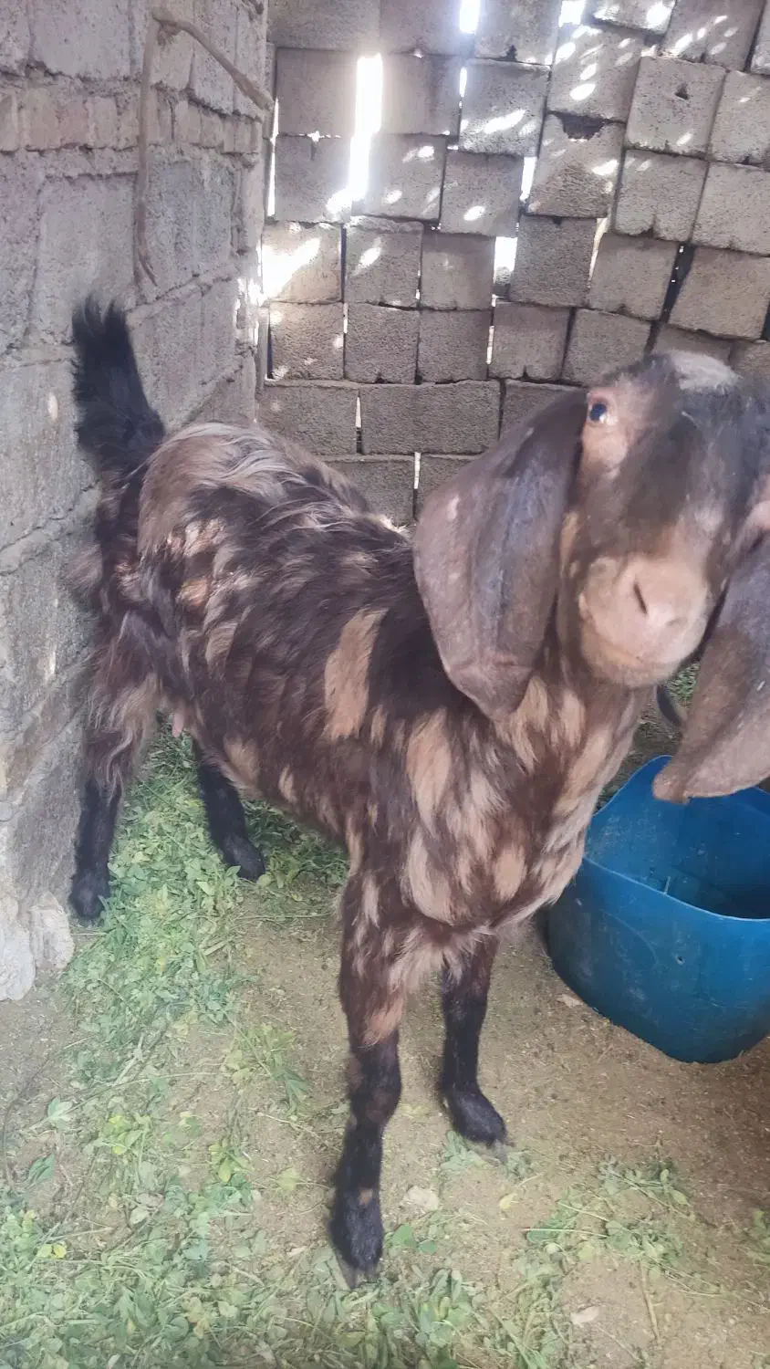 فروش سه بز|حیوانات مزرعه|سراوان, |دیوار