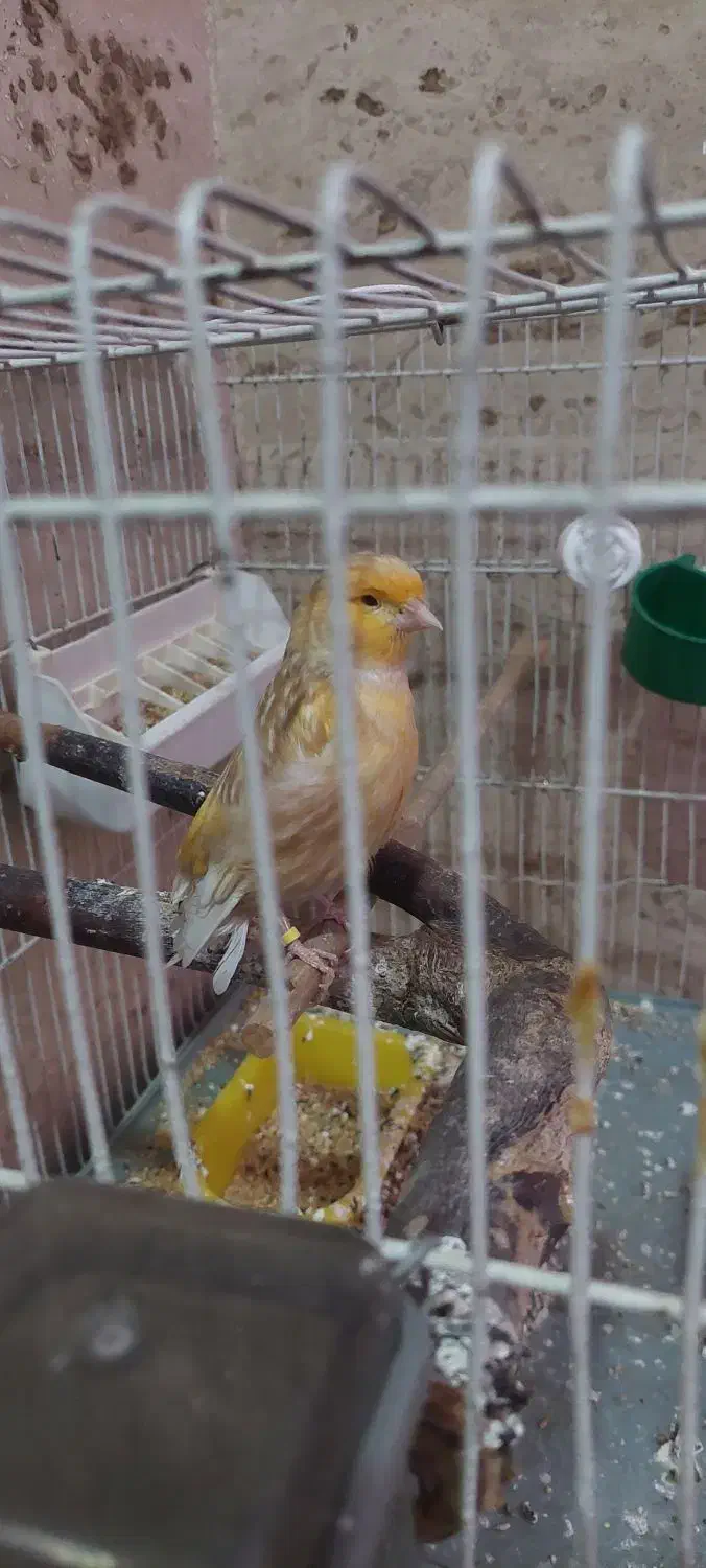 سره سبز و قناری هردو نر|پرنده|قرچک, پارس سرام|دیوار