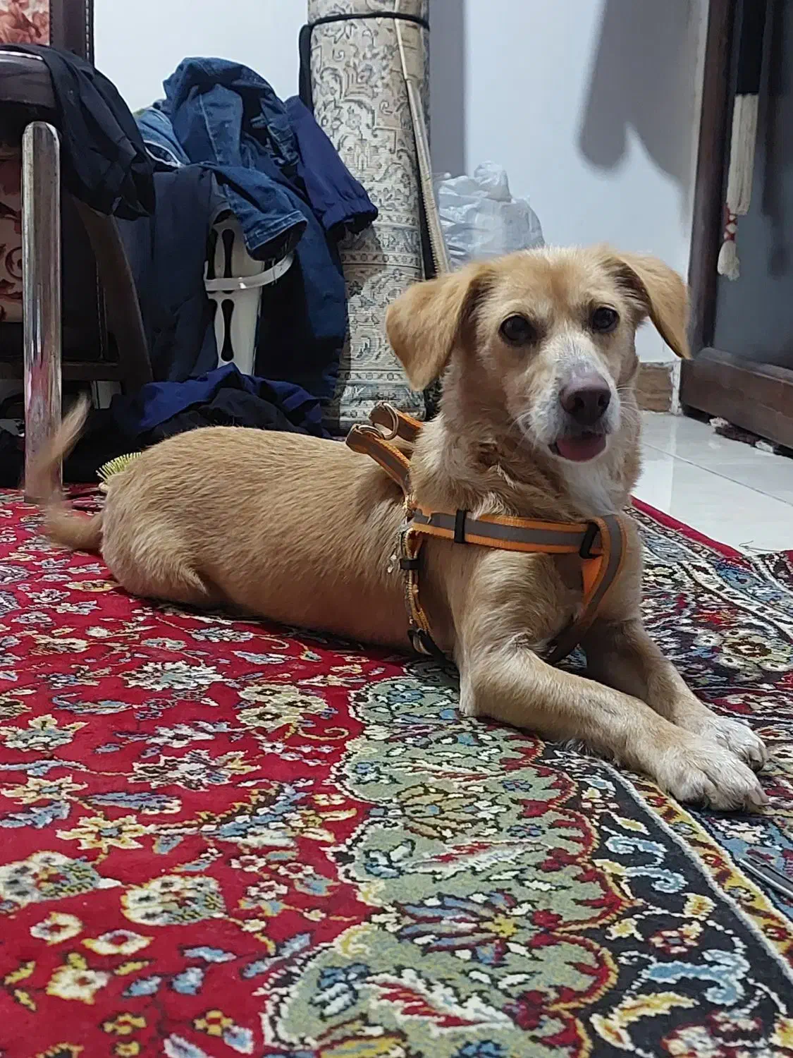 گمشده واگزاری|حیوانات|لاهیجان, شهید آوینی|دیوار