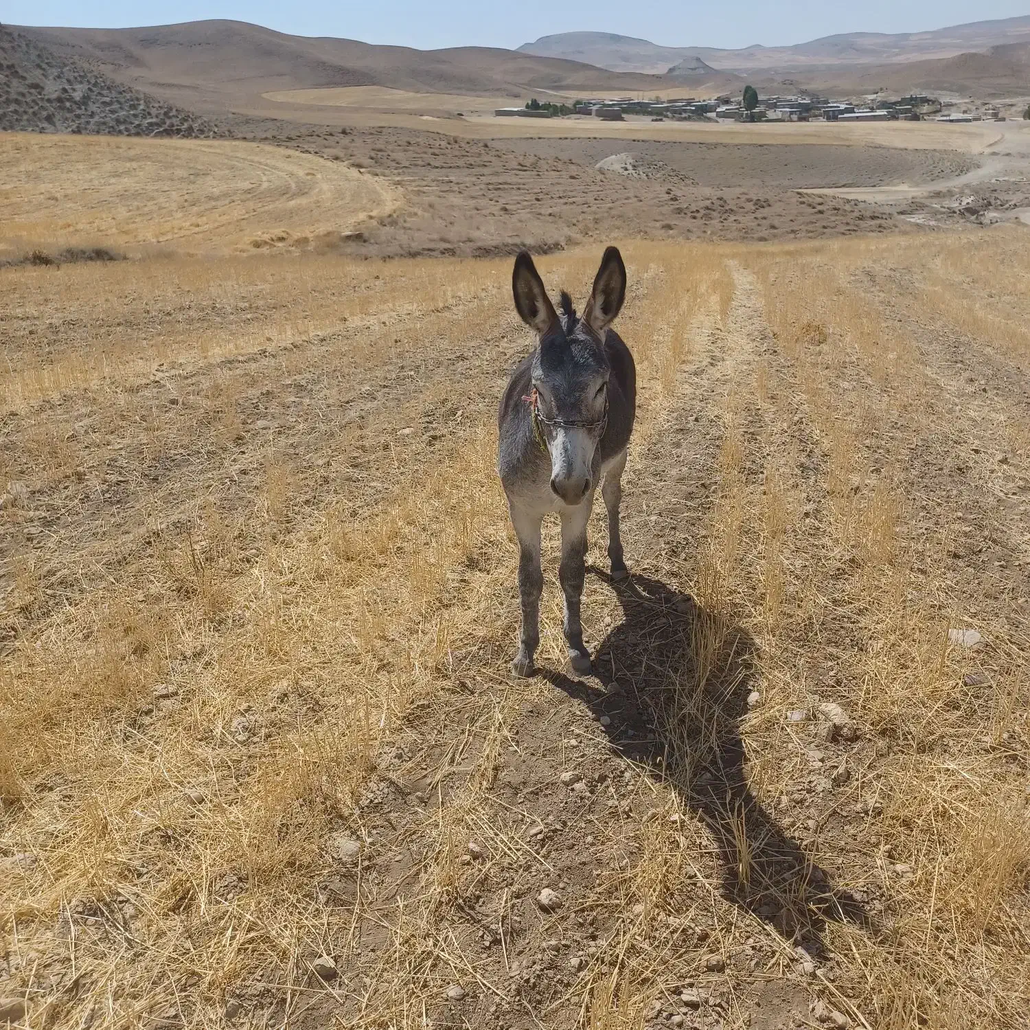 الاغ نر|حیوانات مزرعه|دیواندره, |دیوار